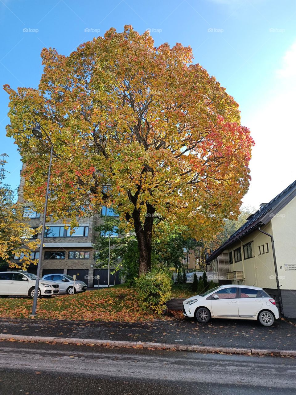 A big beautiful yellow tree on the street in the city in autumn