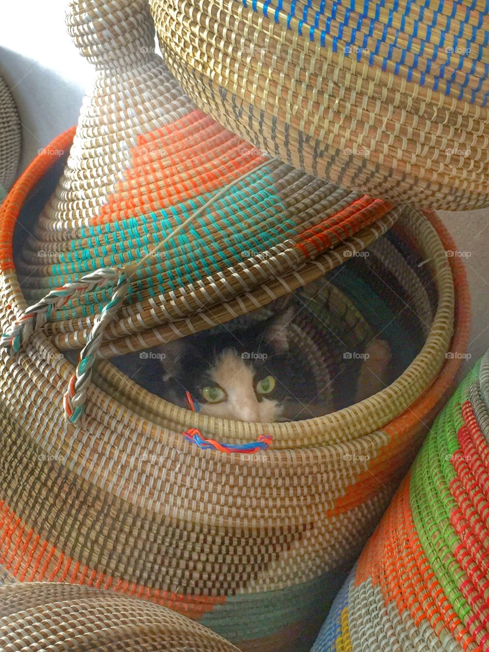Kitty in a basket! This cutie was sleeping in a very comfy spot!