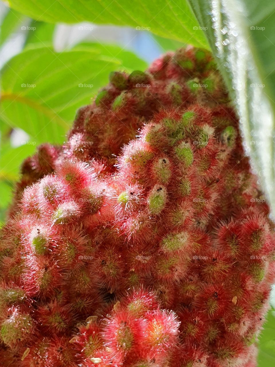 blossoming tree flowers closeup