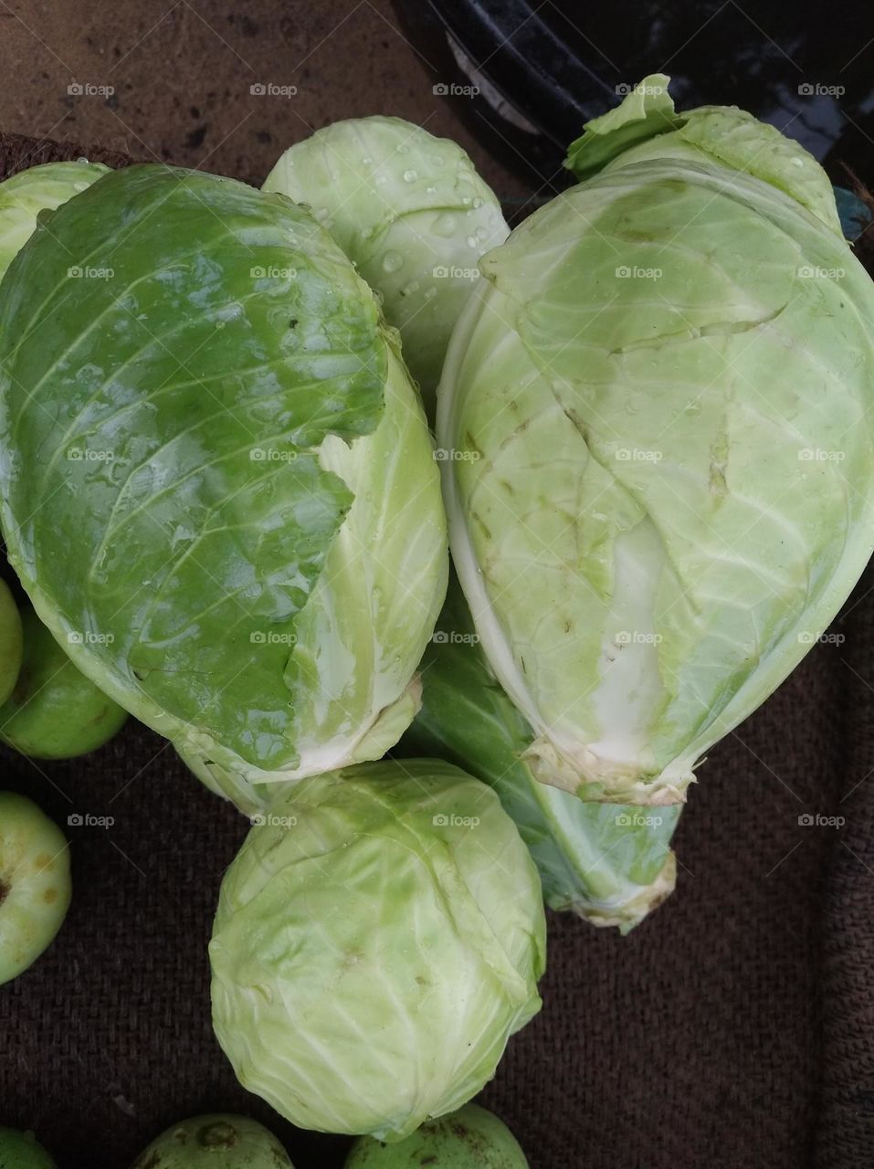 cabbage green shurb small size vegetable very nutritious vegetables use with other vegitable,salad