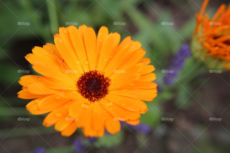 Rainy days in garden