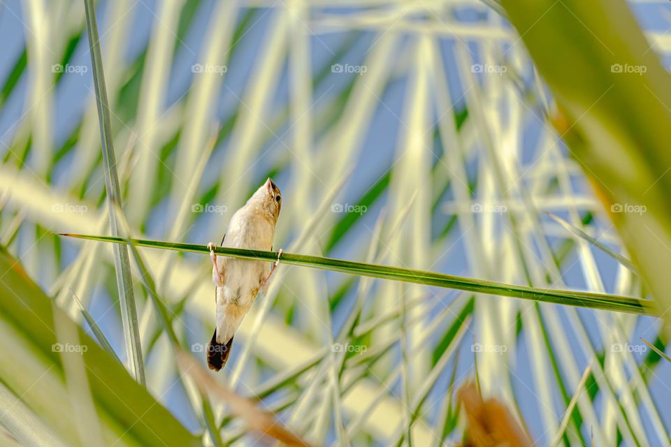 a small bird sits on a green palm branch