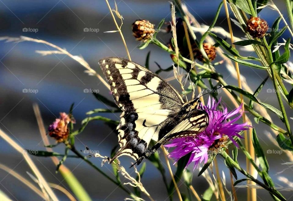 Machaon butterfly