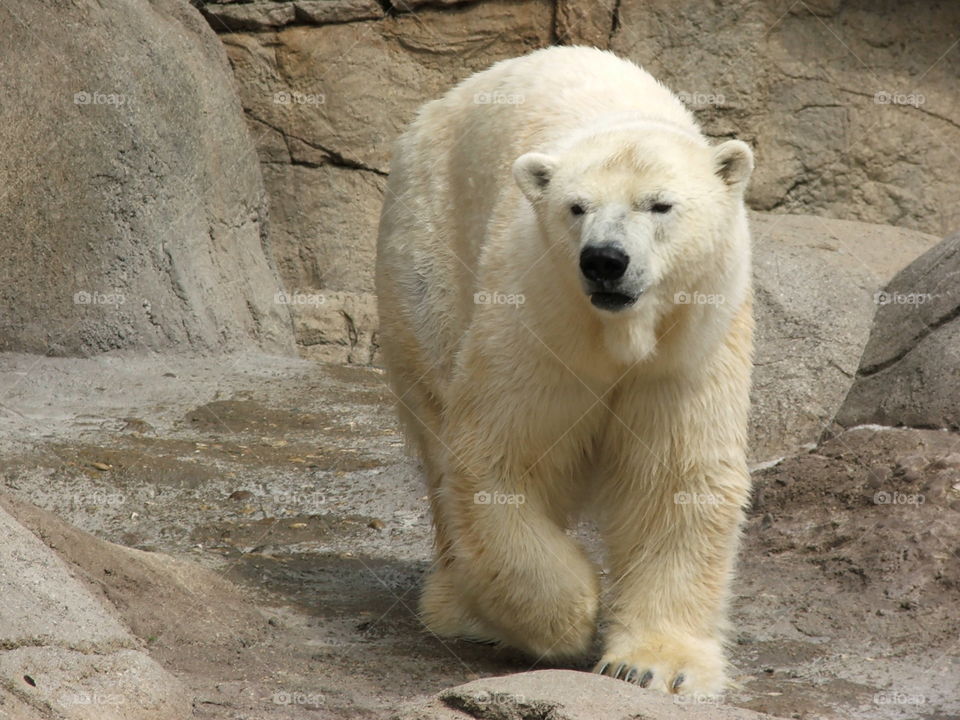IN polar bear