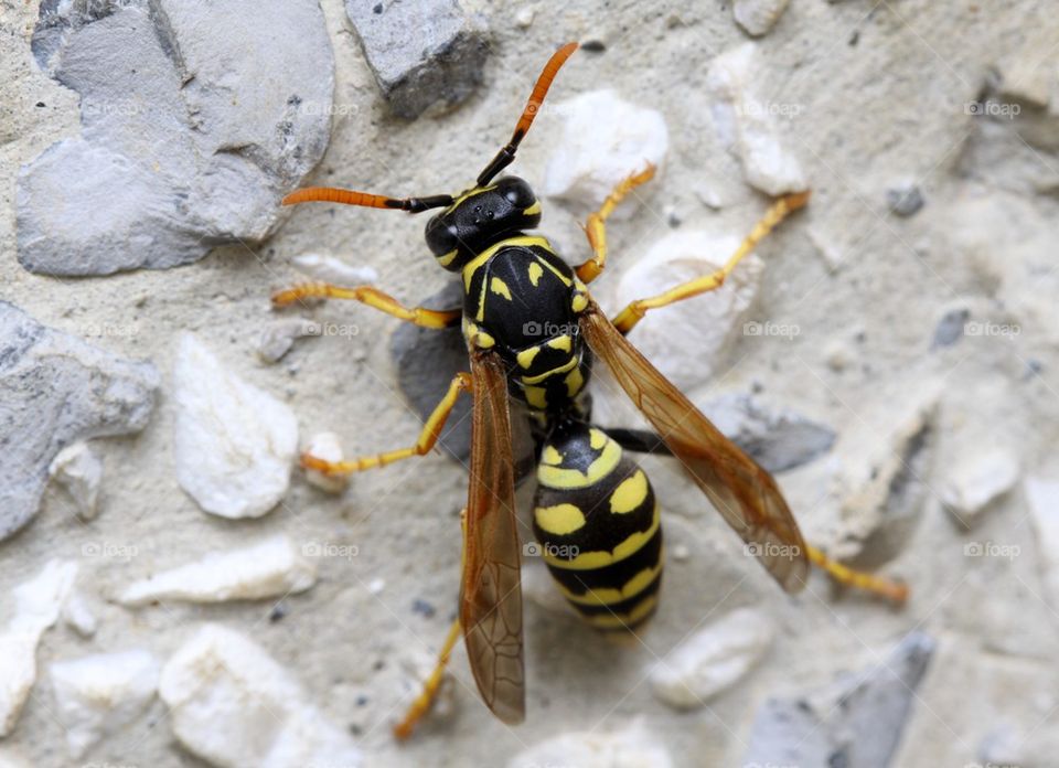 Wasp