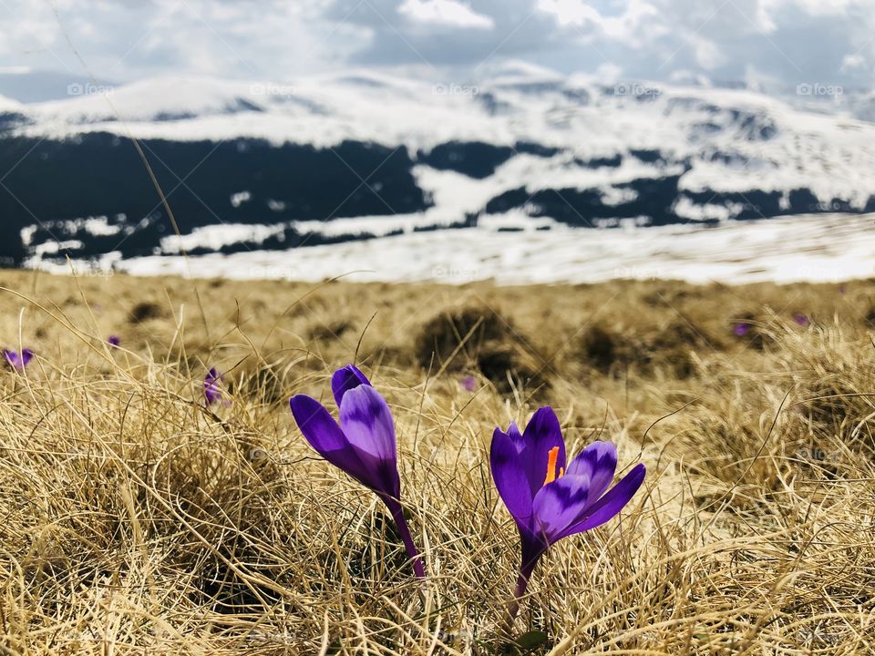 Crocus in spring 