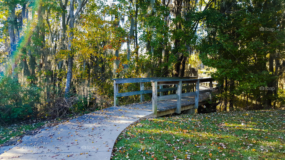 Tree, Leaf, Wood, Park, Nature