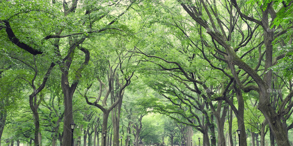 green nature trees leaves by tim.horsfall