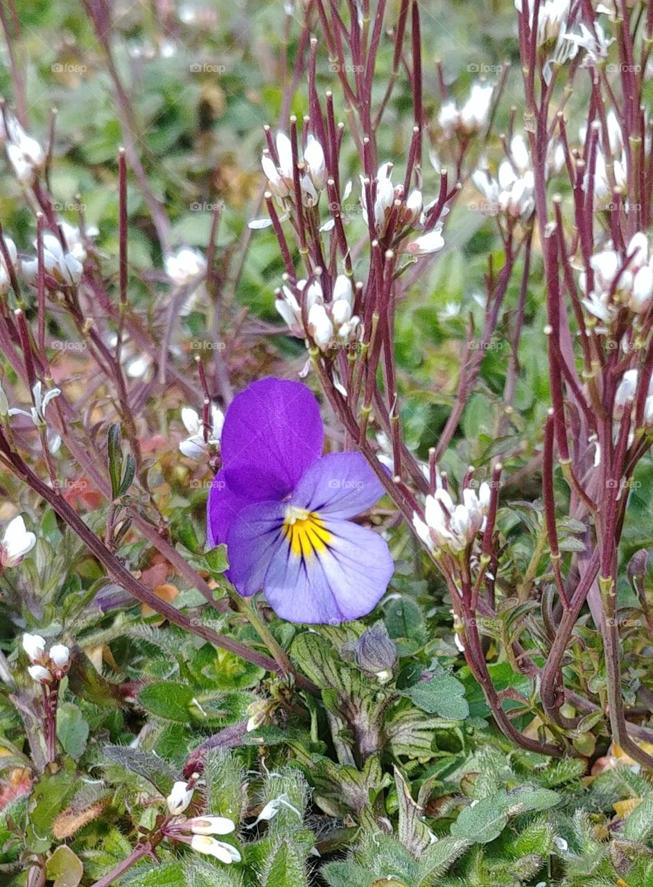 Frühling Blumen lila