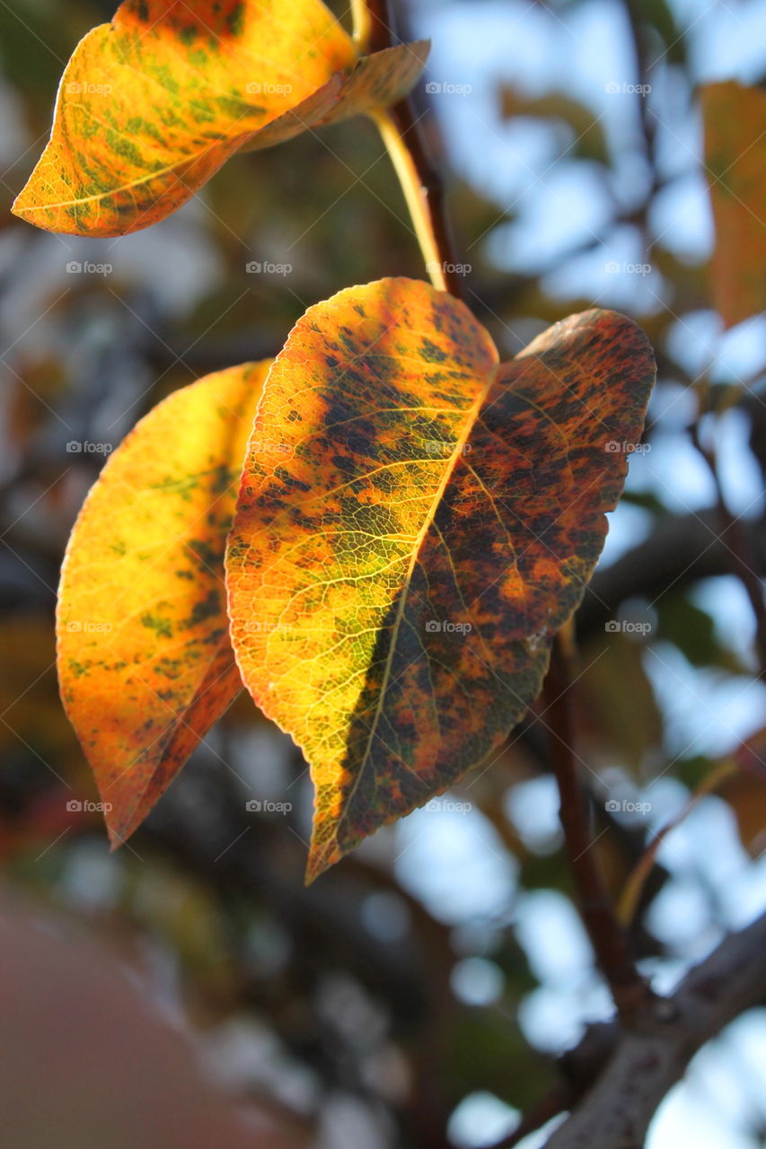 Close up of autumn leaves on branch