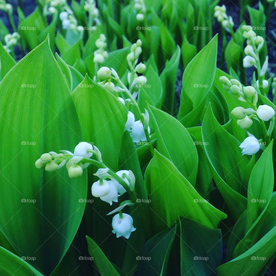 Lilies of the Valley in Spring