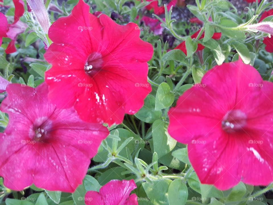 petunias