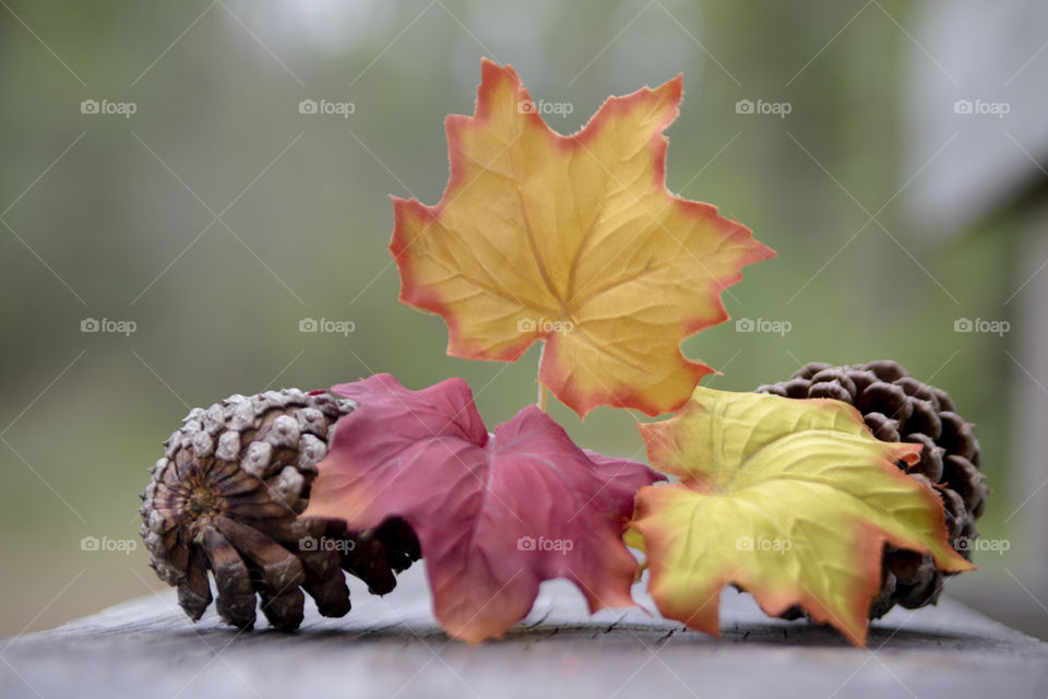 Fall leaves red orange yellow with pine cones