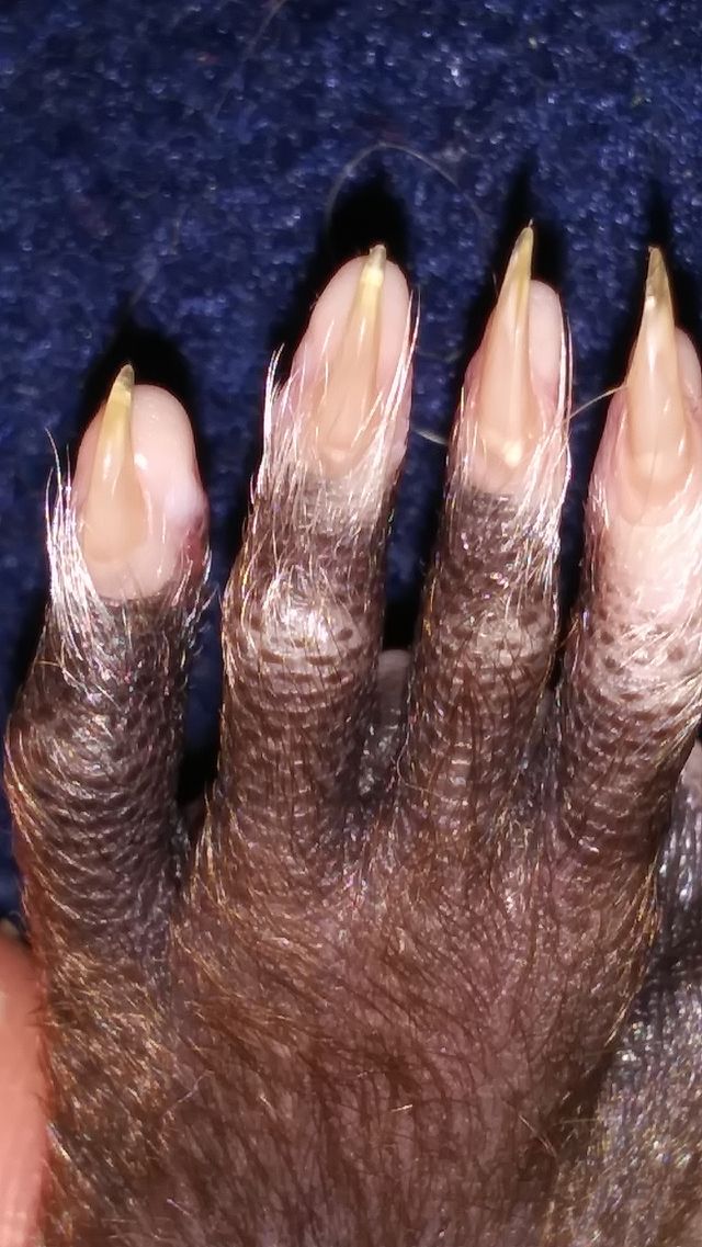animal