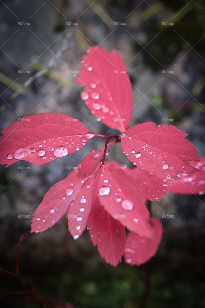 Fall leaves covered in dew. 