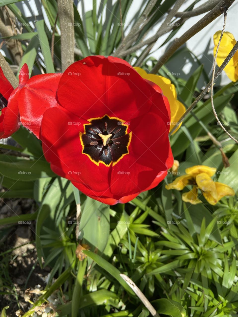 Beautiful red and black tulip outlined in yellow blooming in the bright morning sunshine beside bright yellow flowers and green blades throughout. 