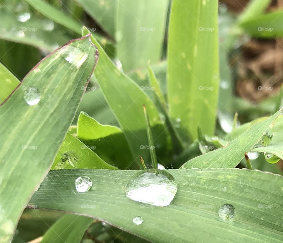 Water droplets kissing the blades of grass.