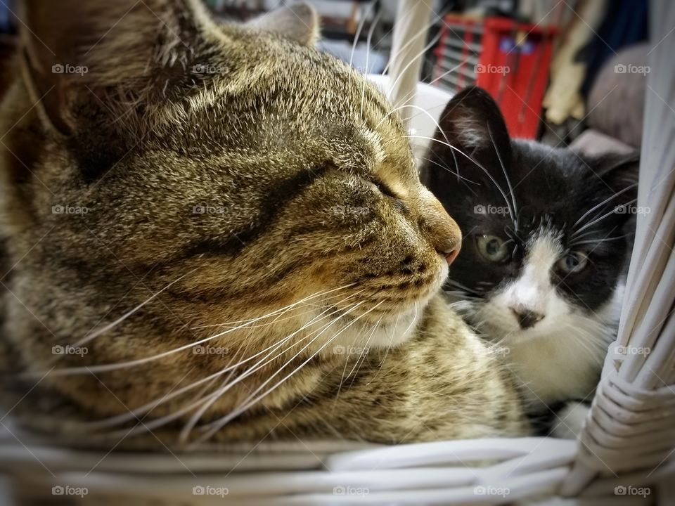 Two Cat Friends