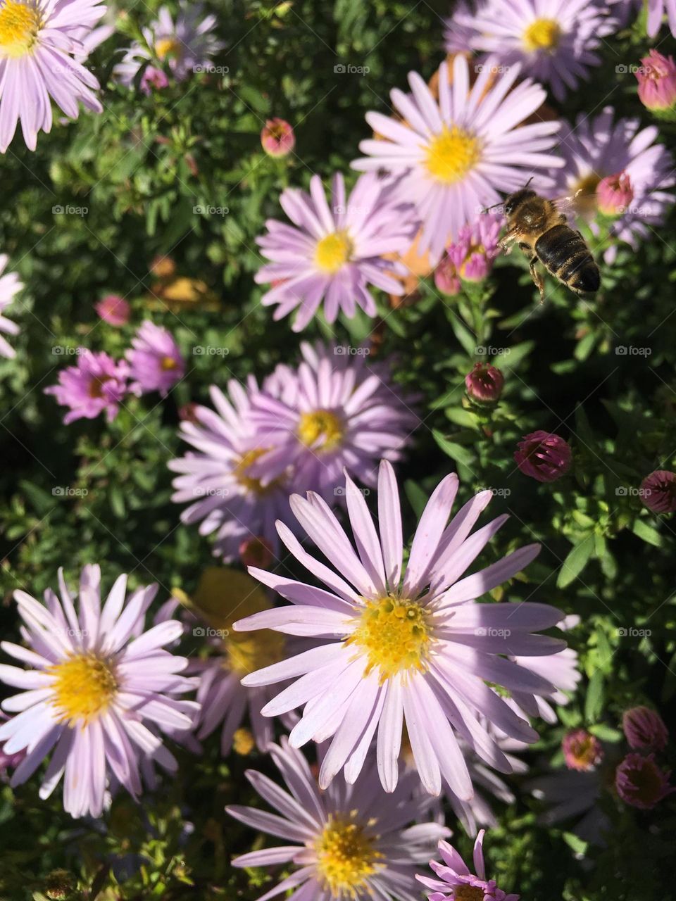 Beeee and autumn flowers 