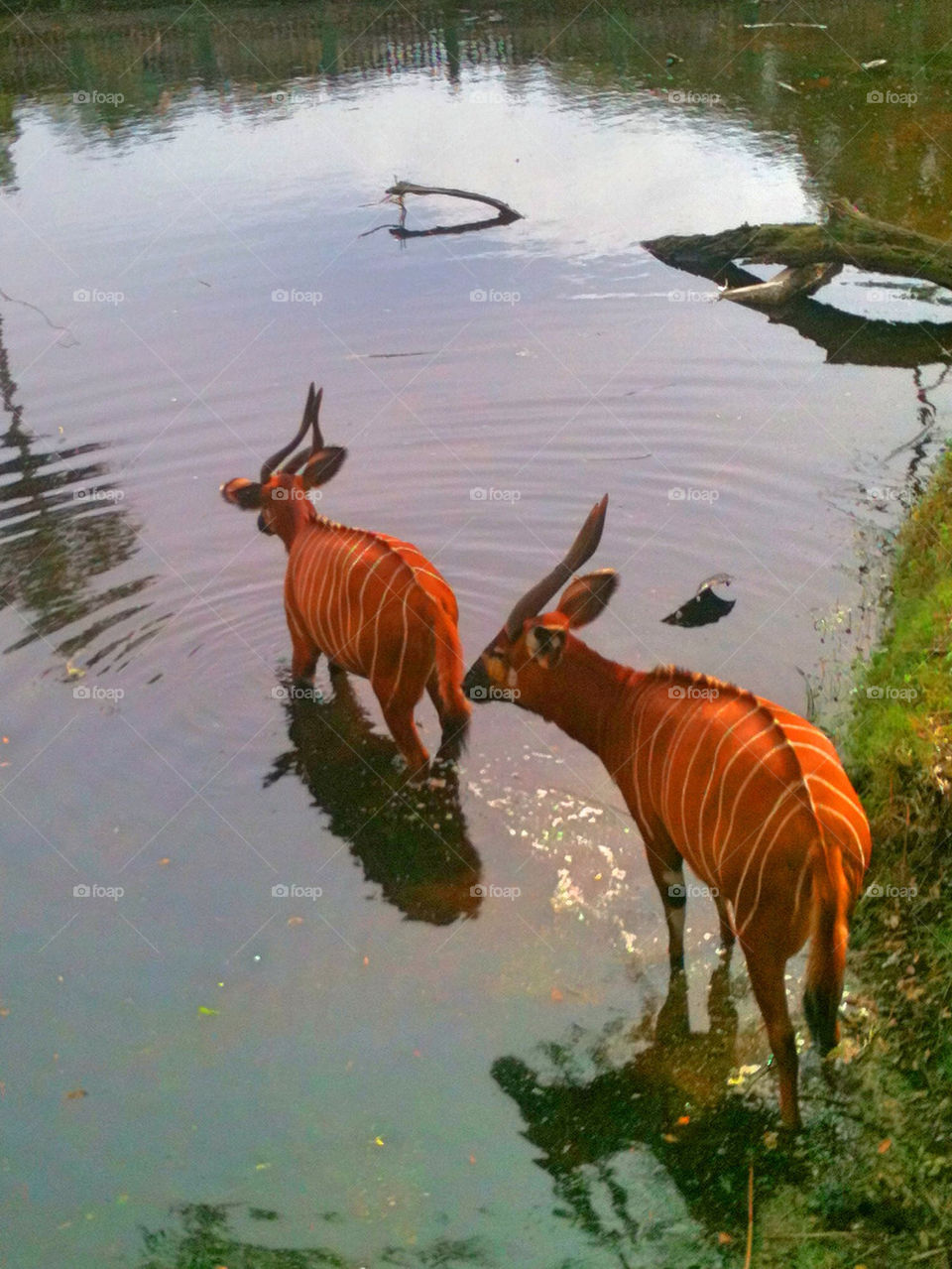 Bongos in the Water