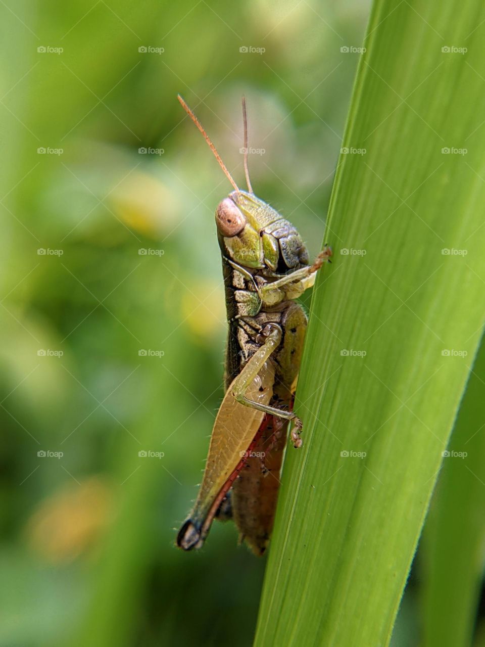 grasshopper