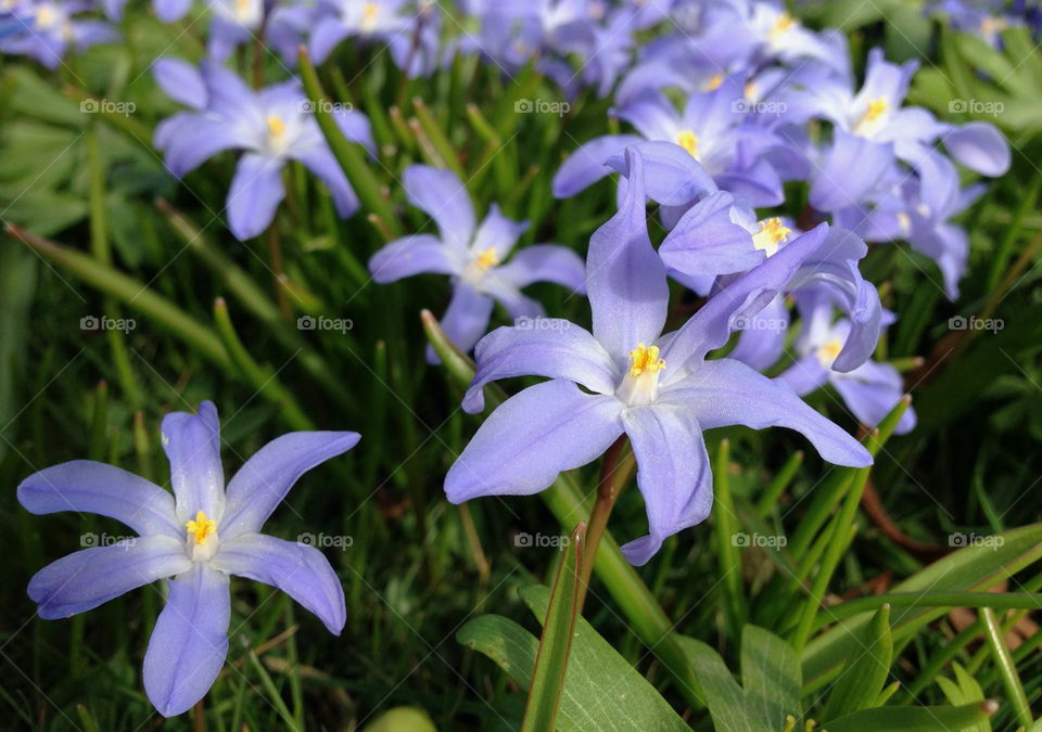 Close-up of flowers