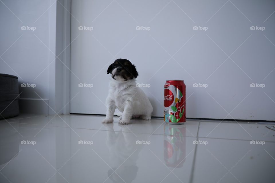 Puppy beside coke can