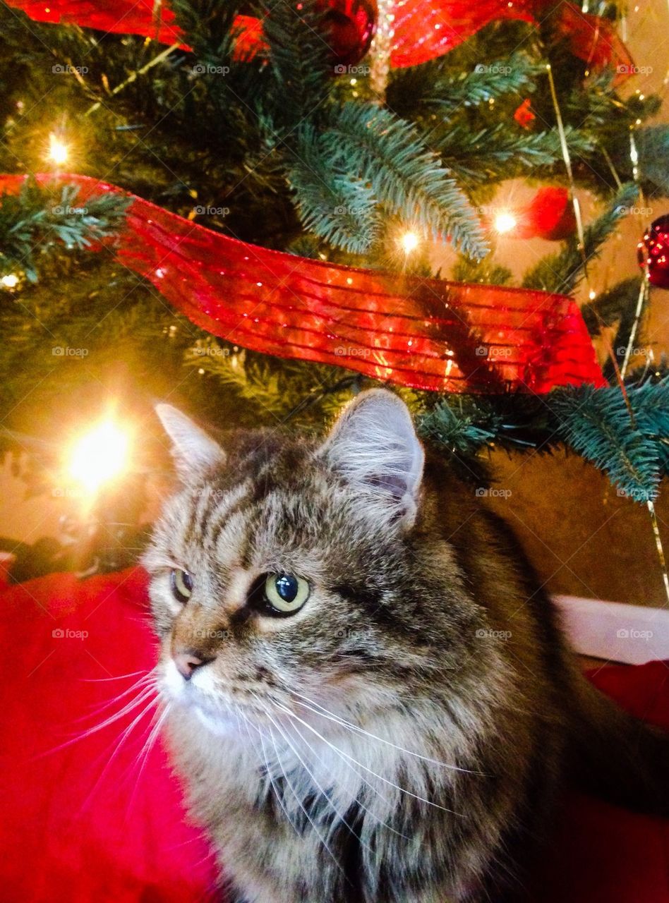 Cat under a Christmas tree