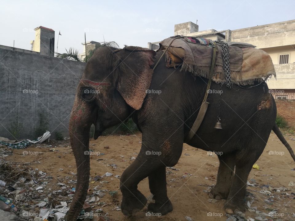 smiling elephant