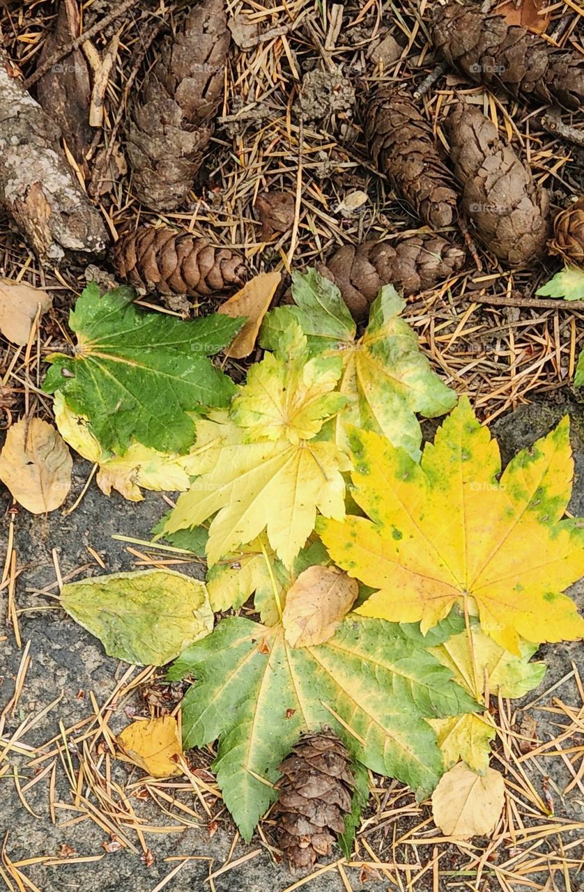 pile of fallen yellow green leaves and brown pinecones on a bright Oregon afternoon in Autumn