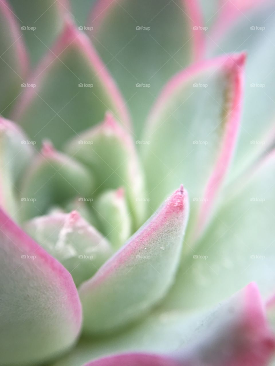 Succulents 