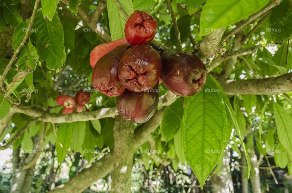 Otaheite Apples On Tree