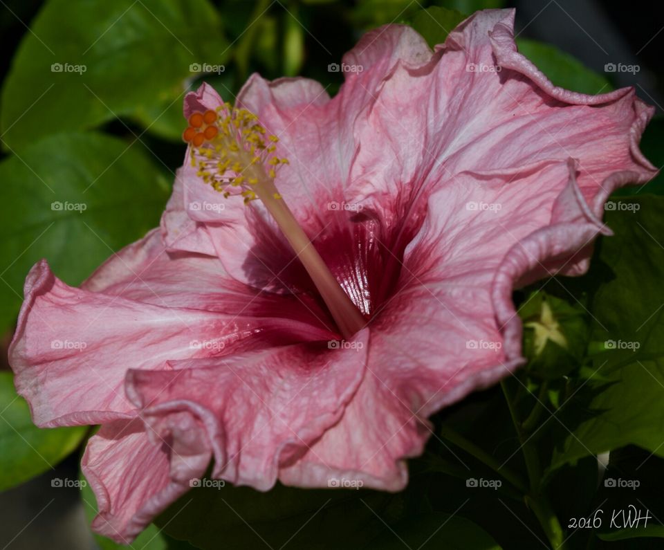 Pink Hibiscus Flower