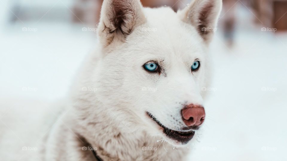 snow white husky with blue eyes