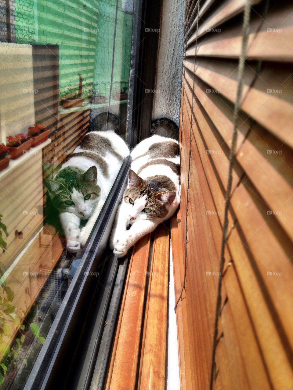 house cat window cute by frillescg