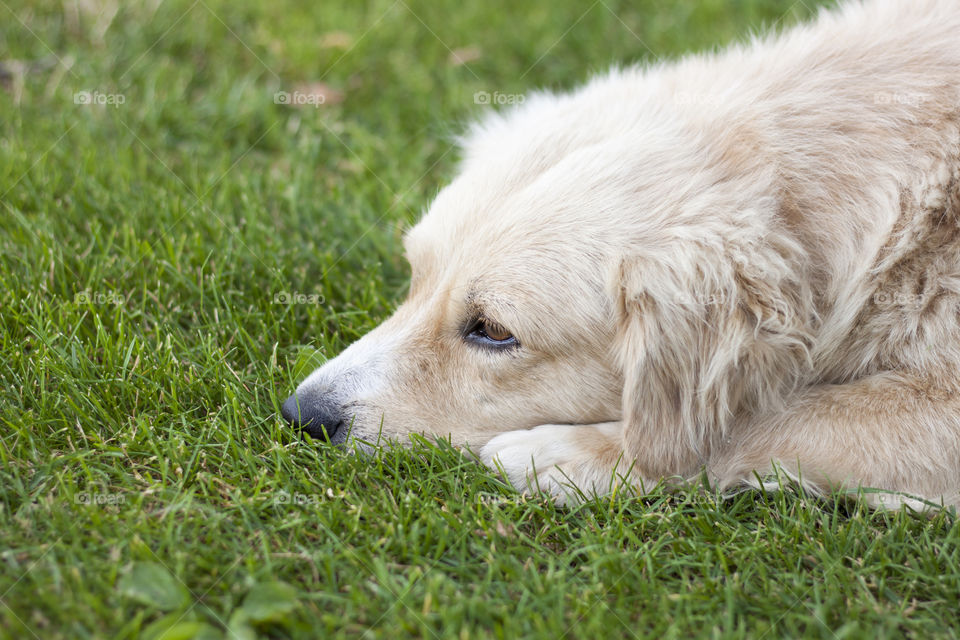 Beautiful dog lying on green grass