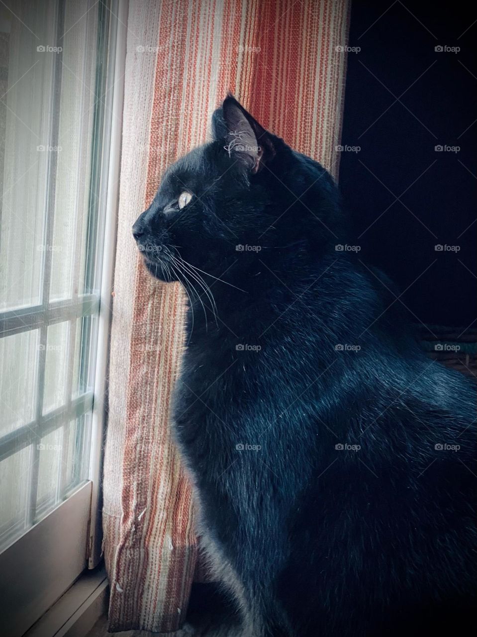 Handsome black cat looking out a door