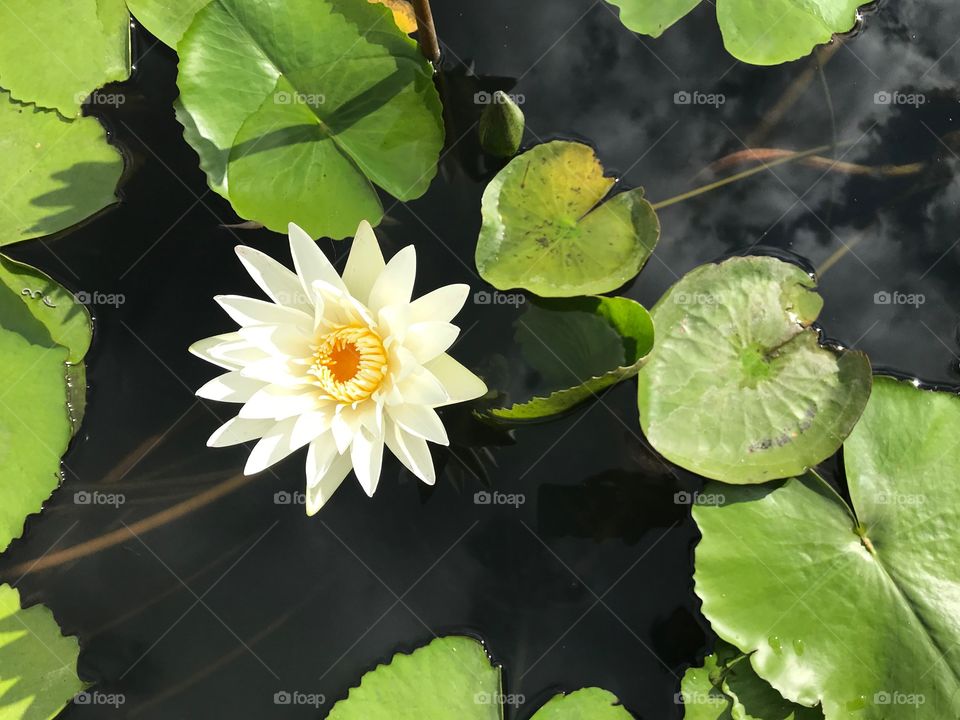 Cream color lotus in pond