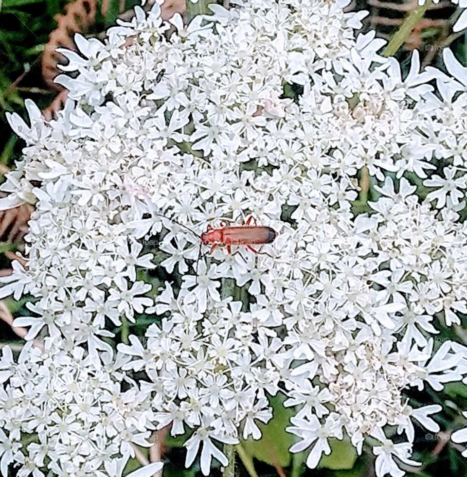 Bug In Bloom.