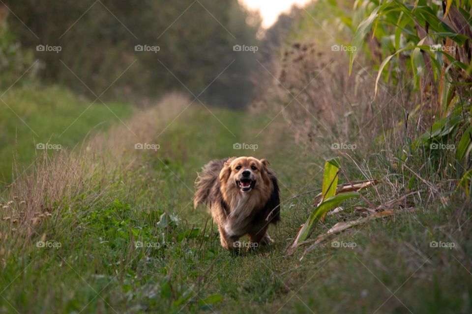 Doggo running towards you