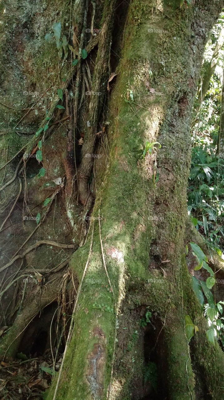 TRONCO DE ÁRVORE ANTIGA