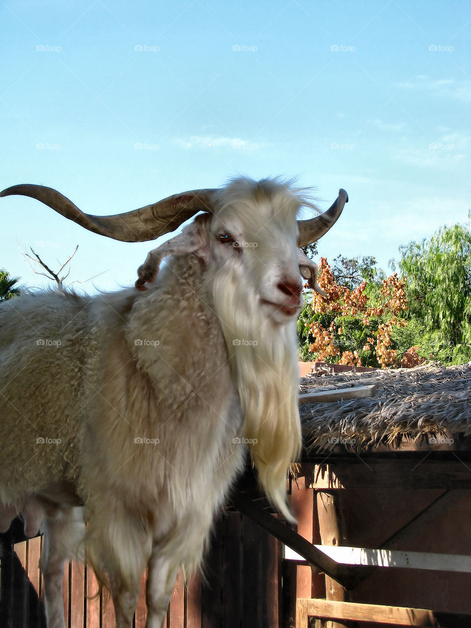 Wild life at zoo.
Goat.