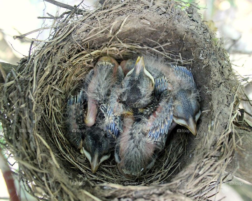 Sleeping baby birds.