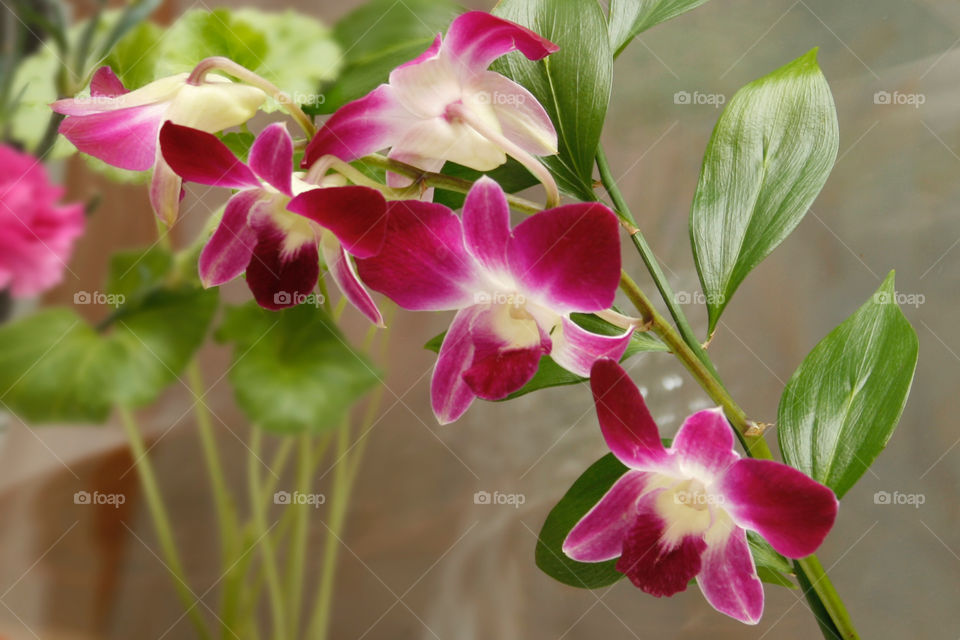 Beautiful orchid  