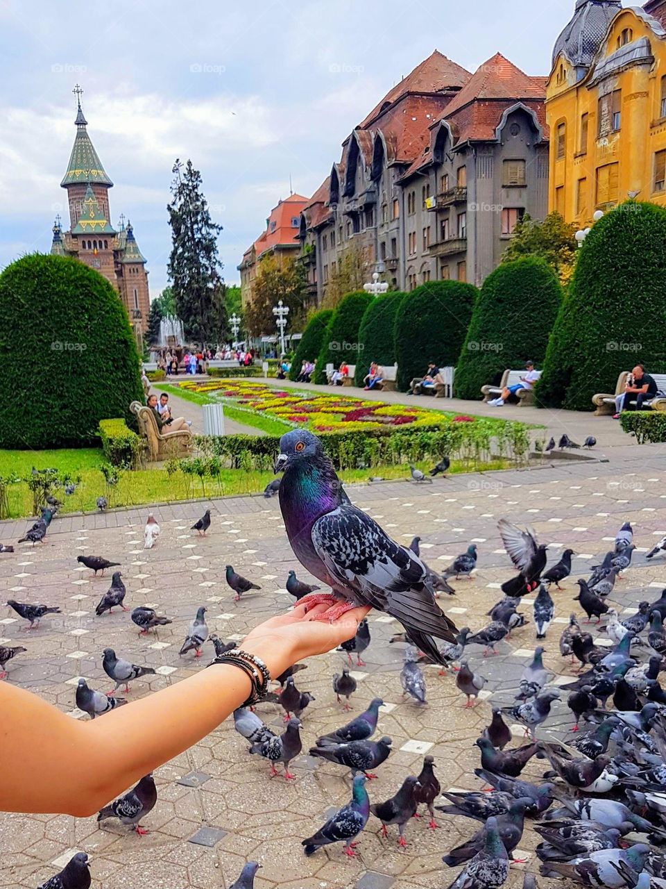 summer in Timisoara