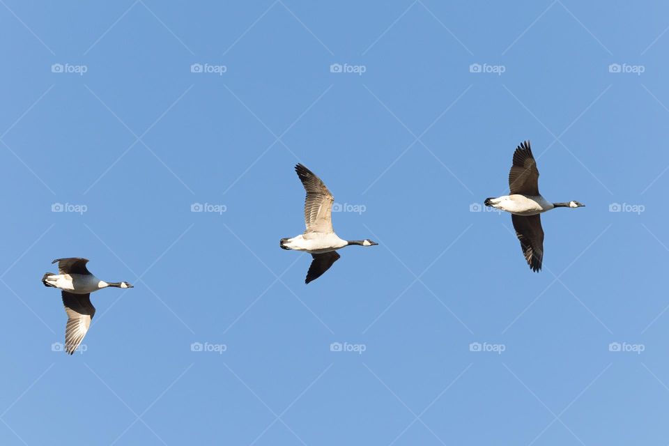 Three Geese birds flying in the clear blue sky 
