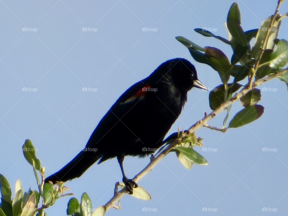 Bird in Black