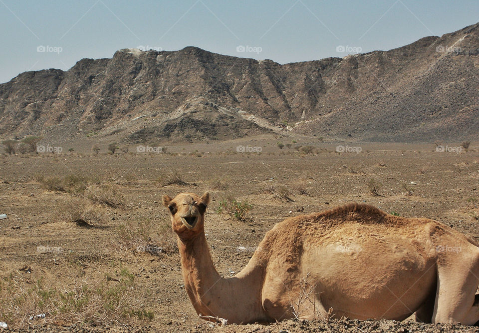 mountains desert uae dubai by chrisc