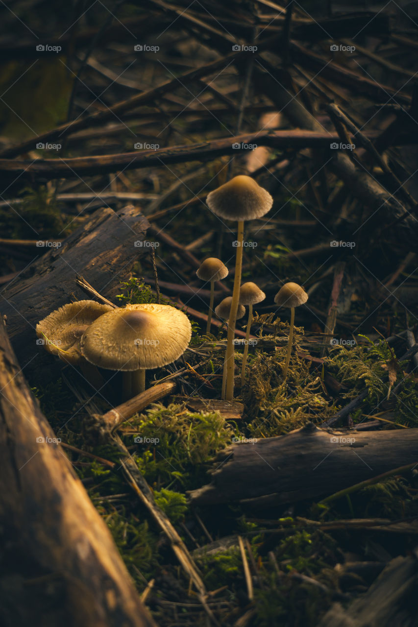 Mushroom colony