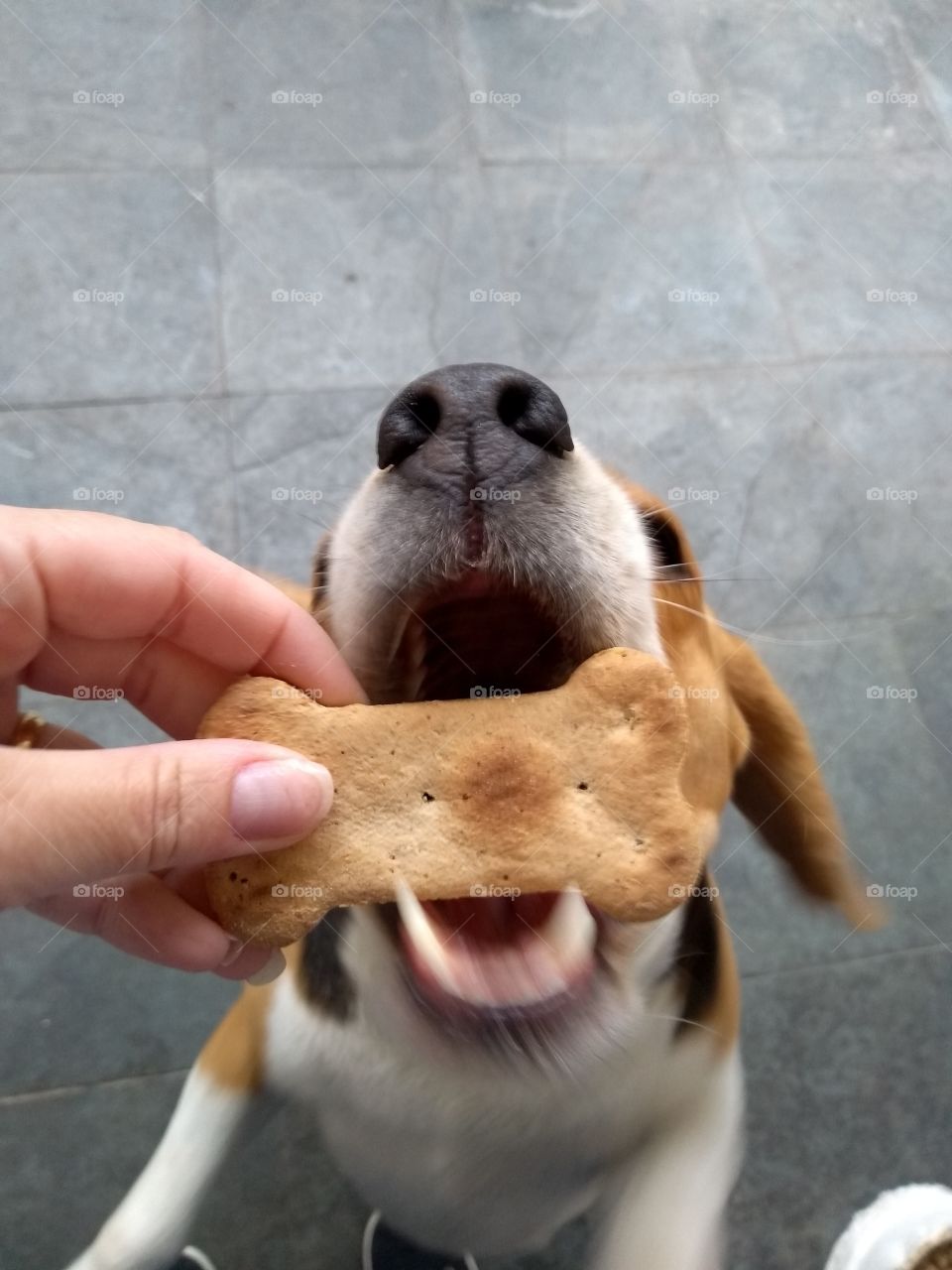 Cookie beagle